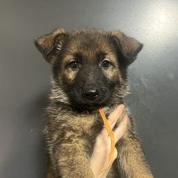 Iza (orange collar) - Sable female German Shepherd puppy in Jerusalem, Arkansas from Sudenblick German Shepherds