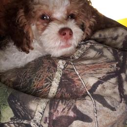 Havanese, Miniature Schnauzer, Poodle, Schnoodle, and Shihpoo Puppies from Mashburns Little Munchkins
