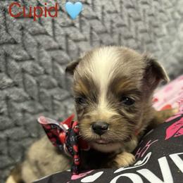 Cupid - Blue merle male Toy Australian Shepherd puppy in Carlsbad, New Mexico from Carlsbad Toy Aussies