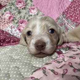 Elsa - Cream female Dachshund puppy in Chicago, Illinois from A&M Dachshund Den