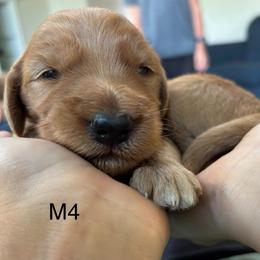 Boy 4 - Red  male Goldendoodle puppy in Mattawan, Michigan from Doodifuldoods
