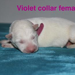 Violet collar female - White female German Shepherd puppy in Ann Arbor, Michigan from Von Der Havier German Shepherds