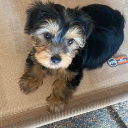 Assorted Doodle Crosses, Double Doodle, Maltipoo, Morkie, and Yorkipoo Puppies from Danza Bolo