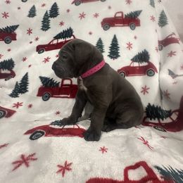 Hot pink collar - Gray female Cane Corso puppy in Fairfield, California from Royal Class Kennels