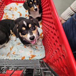 Pembroke Welsh Corgi Puppies from Lucky’s Corgis Veteran Owned