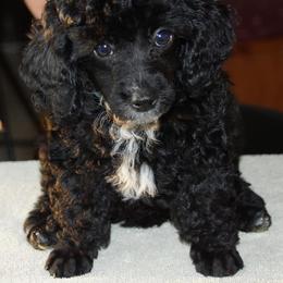 Poodle Puppies from Seattle Sankofa Kennel Club