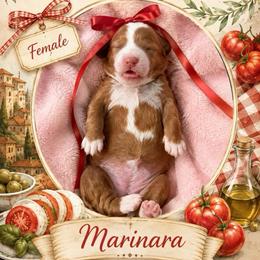 Marinara - Red  female Goldendoodle puppy in Miami, Florida from Jade’s Paws & Co. Of Miami LLC