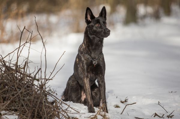 Find Dutch Shepherd puppies for sale