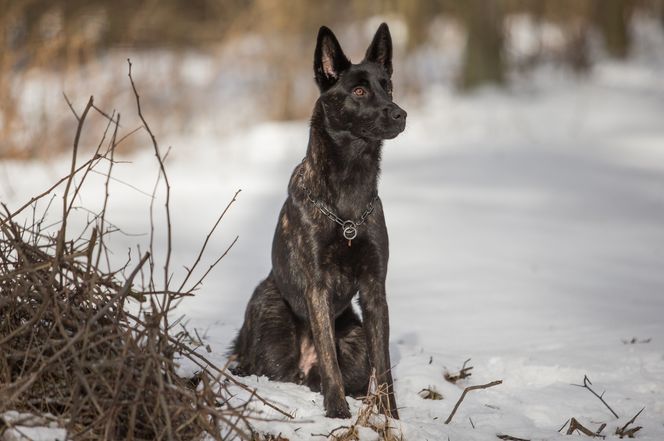 Dutch Shepherd