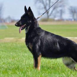 German Shepherds from MyJoy-Foxhaven Shepherds