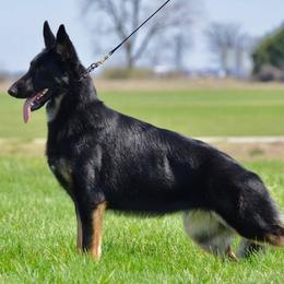 German Shepherds from MyJoy-Foxhaven Shepherds