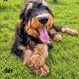 Sweet Pup's Honeybun - Phantom female Bernedoodle puppy in North Zulch, Texas from Sweet Pup Schnauzers