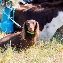 Daphne - Chocolate female Dachshund puppy in Pleasant Plains, Arkansas from JGBs Dachshunds