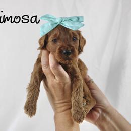 Mimosa - Red  female Goldendoodle puppy in Casa Grande, Arizona from AzDoodle Dandies