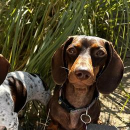 Dachshunds from LongDogs Bakersfield