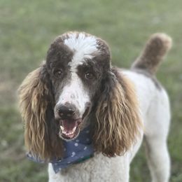 Same - Goldendoodle