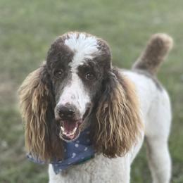 Same - Goldendoodle