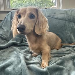 Brooklyn - Dachshund