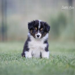 Ridge - Black tri-color male Australian Shepherd puppy in Herriman, Utah from Painted Blue Aussies