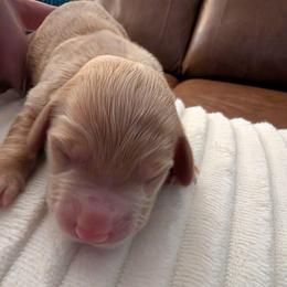 Tulip - Red female Dachshund puppy in Kitty Hawk, North Carolina from Dare Devil Dachshunds