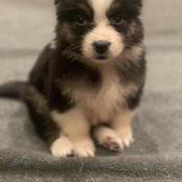 Bisous - Black tri-color male Australian Shepherd puppy in Kirksville, Missouri from BellSharps Australian Shepherds