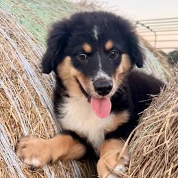 Dark pink - Black tri female Miniature Australian Shepherd puppy in 32046, Florida from River Hill Ranch
