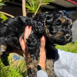 Buckwheat - Black and tan male Cockapoo puppy in Indiahoma, Oklahoma from Phamily Doodles