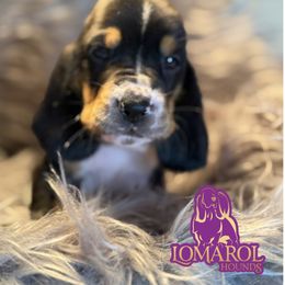 5 - Black brown and white male Basset Hound puppy in Inverness Highlands South, Florida from Lomarol Hounds