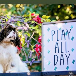 Zara - Cocker Spaniel