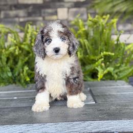 Charles - Merle male Double Doodle puppy in Millersburg, Ohio from T Sanctum
