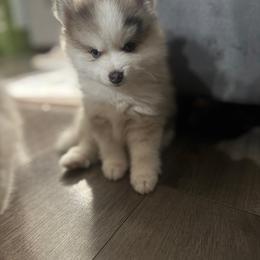 Ceo - Merle male Pomsky puppy in West Sacramento, California from Pinkie's Pomskies