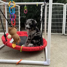 Bernedoodles and Saint Berdoodles from Myt fine doodles