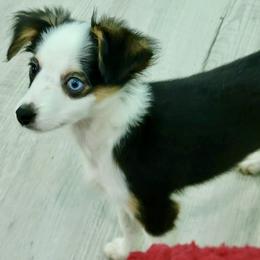 WONDER WOMAN BTF - Black tri female Toy Australian Shepherd puppy in Norwood, Missouri from Looney Farm’s Toy & Mini Aussies