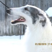 "Adam"  - Borzoi