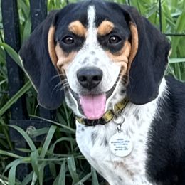 Raven - Beagle