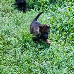 Cipher - Sable male German Shepherd puppy in Youngsville, North Carolina from Di casa Esperanza