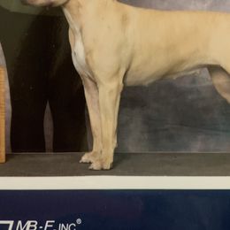 American Staffordshire Terriers and Boerboels from Brooke Wood's Boerboel and American Staffordshire Terriers