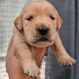 Mr. Black - Light golden male Golden Retriever puppy in Mocksville, North Carolina from Hunting Creek Kennels & Farm