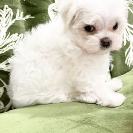Maltese and Yorkshire Terrier Puppies from Precious Paws Maltese and Yorkies