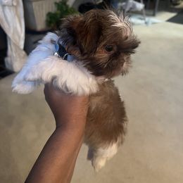 Shih Tzu Puppies from Patton's Shih Tzus