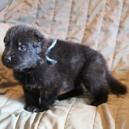 Nola's Blue boy - Black male German Shepherd puppy in Lake George, Colorado from High Country German Shepherds