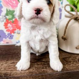 Cavapoo Puppies from Ruby's Cavapoos