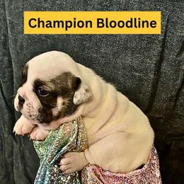 Marbles - Black tri-color female Bulldog puppy in Tremonton, Utah from Snuggle Pups