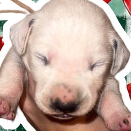 Carol - White and black female Dalmatian puppy in Bremen, Georgia from Clark’s Dalmatians