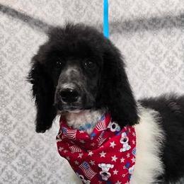 Starr - Parti Poodle puppy in Chase, Michigan from My Buddies Puppies