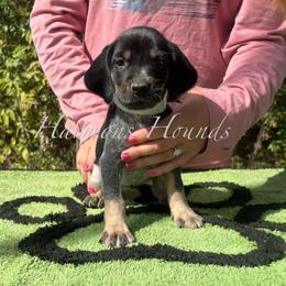 Sadie - Blue ticked and tan female Bluetick Coonhound puppy in Mount Pleasant, Texas from Harmons Hounds