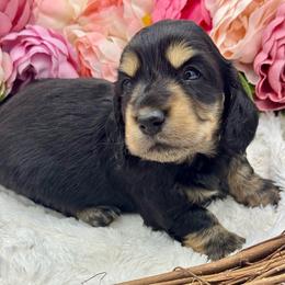 Fiona - Black and cream female Dachshund puppy in Exeter, California from Sawtooth Miniature Dachshunds