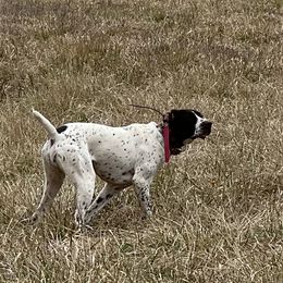 Roo - German Shorthaired Pointer