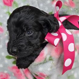 Aussiedoodle puppies from Louisville Doodles