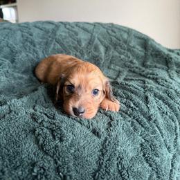 Elena - Dapple female Dachshund puppy in Molino, Florida from Dooney's Dachshunds